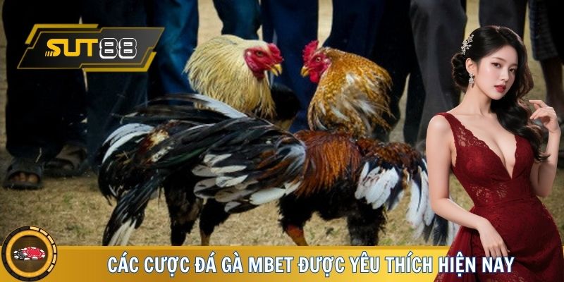 Các cược đá gà MBET được yêu thích hiện nay