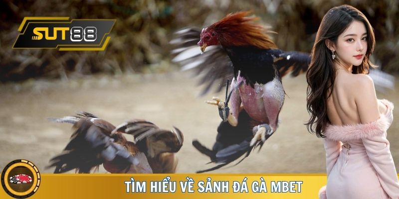 Tìm hiểu về sảnh đá gà MBET