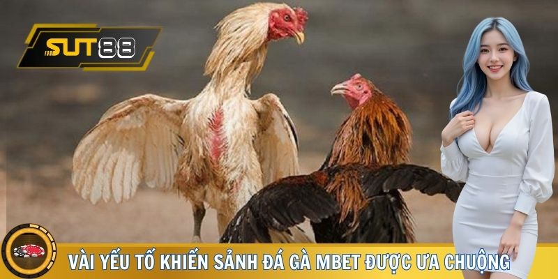 Vài yếu tố khiến sảnh đá gà MBET được ưa chuộng