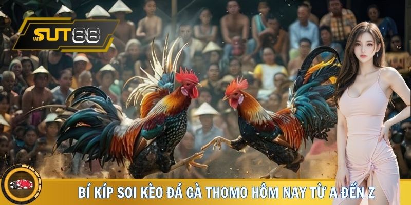 Bí kíp soi kèo đá gà Thomo hôm nay từ A đến Z