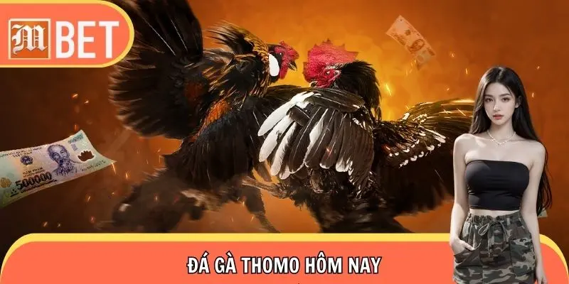 Đá Gà Thomo Hôm Nay, Thỏa Mãn Đam Mê Không Giới Hạn